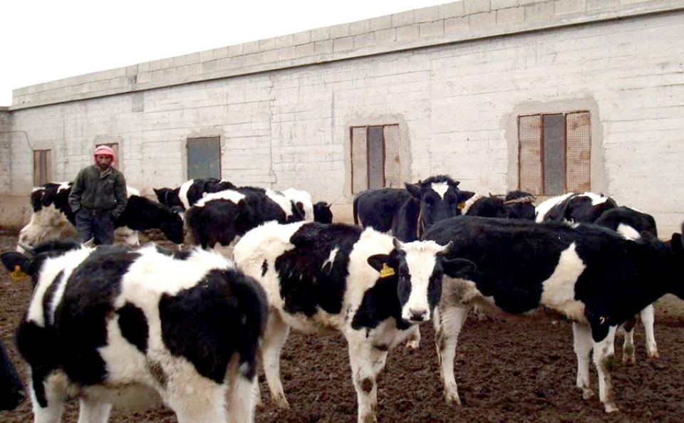 رد وتعقيب حول محطة أبقار طرطوس