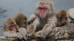 علماء: تغيّرات وراثية تطرأ على حيوانات ونباتات فوكوشيما