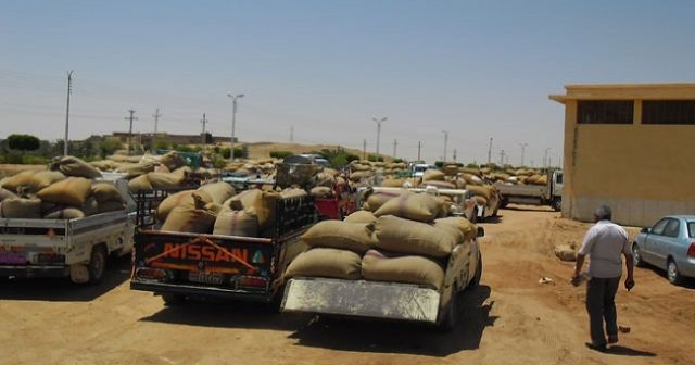 بعد مشكلة أسعار القمح..  دفع مستحقات فلاحي حماه يتأخر!