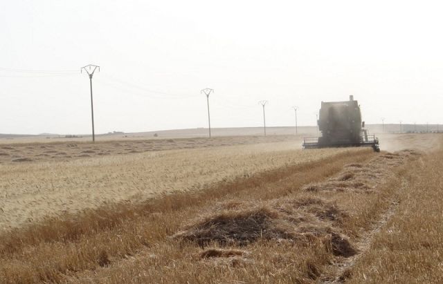 دير الزور.. الفلاحون و«موسم القمح» في خطر!