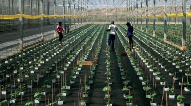 اجتماع أفريقي يبحث في مراكش التوسع في استعمال المخصبات الزراعية