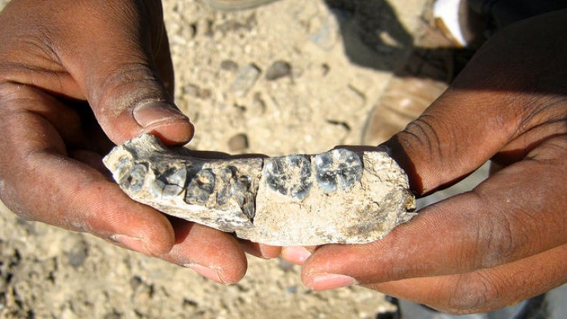 اكتشاف حفرية لأقدم أثر معروف للجنس البشري ترجع إلى 2.8 مليون عام !