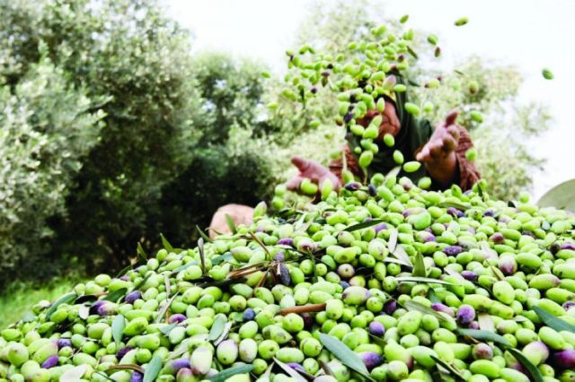 حسابات الحقل والبيدر في الزيتون والزيت