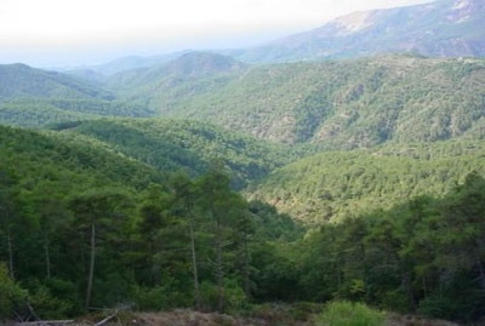 الغابات السورية..  من 30%  من المساحة الإجمالية إلى 2.8% فقط!