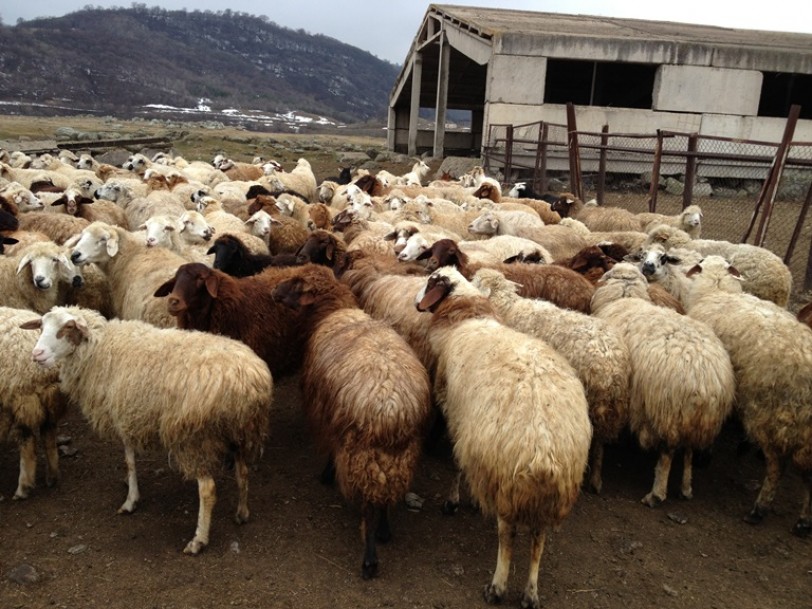 «التهريب» أرقام قياسية: 7 ملايين «رأس عواس» خلال عامين!