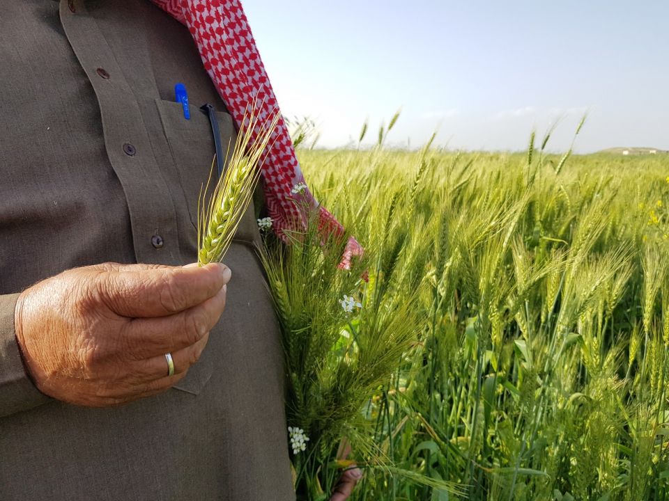 إصرار حكومي على سعر القمح غير المنصف!