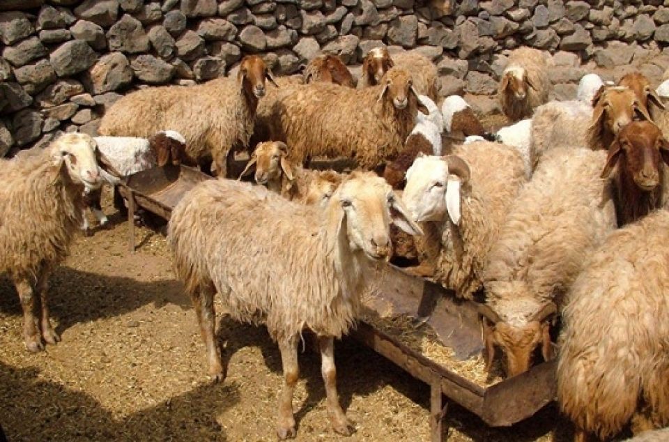 البوكمال تعاني نفوق القطيع