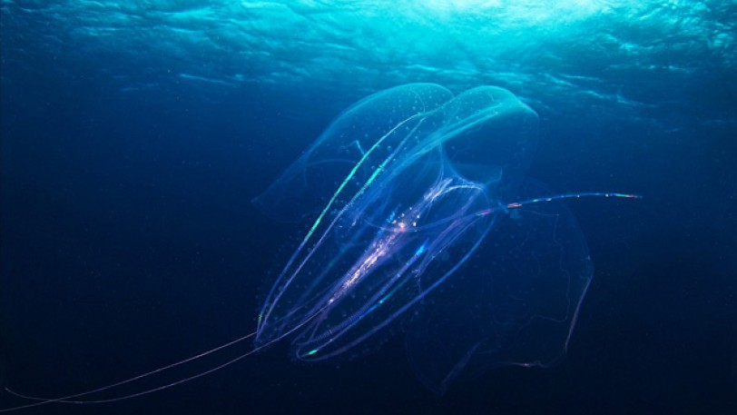 العلماء يكتشفون حيواناً بحرياً يمتلك جهازاً عصبياً لا مثيل له في الطبيعة