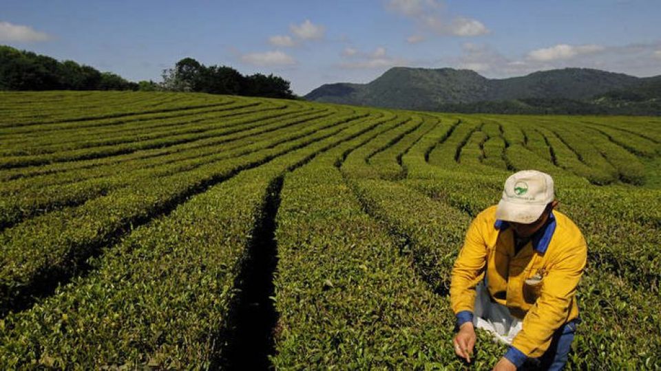 مواد غذائية تبطئ الشيخوخة