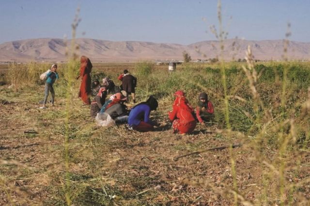 انتشار البطالة في صفوف المزارعين... بين الجفاف والإهمال الحكومي