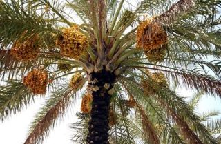 متى زرعت الفاكهة؟