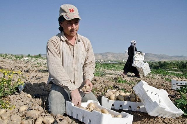 العمال السوريون في الأردن..استغلال مزدوج..!