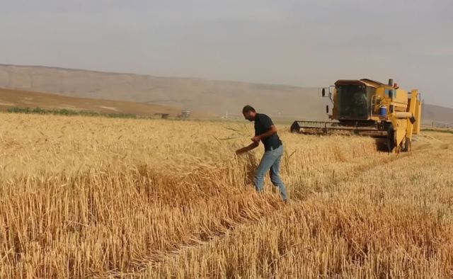 معاناة مزارعي سهل الغاب مع موسم القمح هذا العام