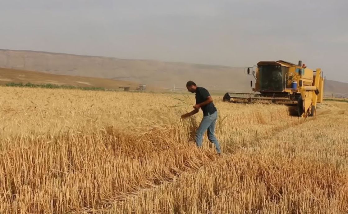 معاناة مزارعي سهل الغاب مع موسم القمح هذا العام
