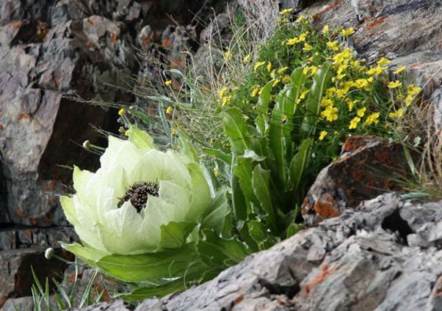 أخبار ثقافية