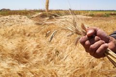 خطط محصول القمح تستمر بالتراجع!