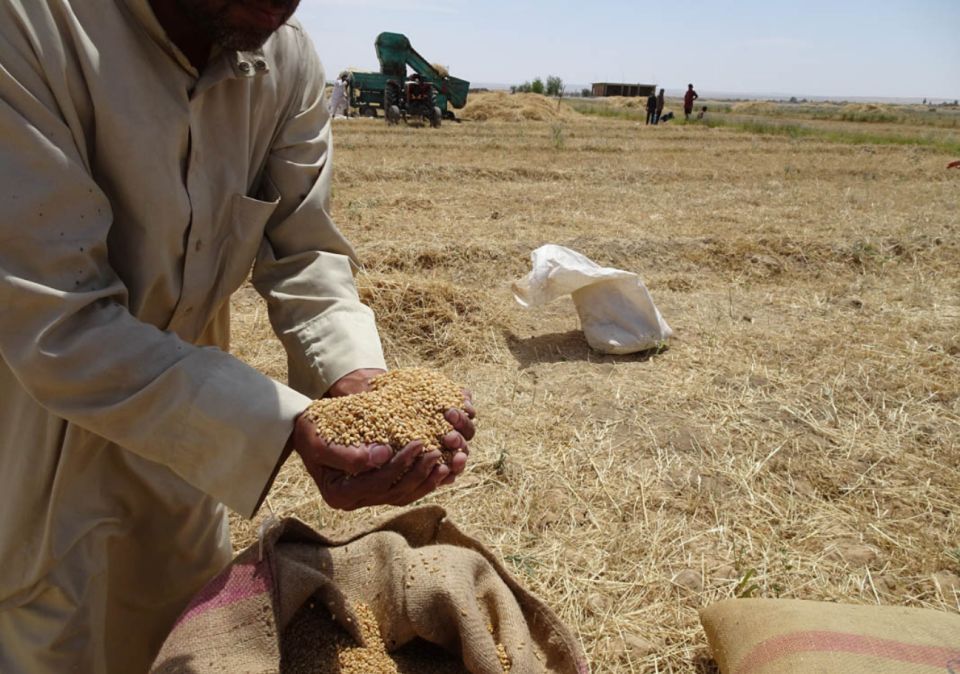 معركة الأمن الغذائي من سنابل القمح إلى رغيف الخبز