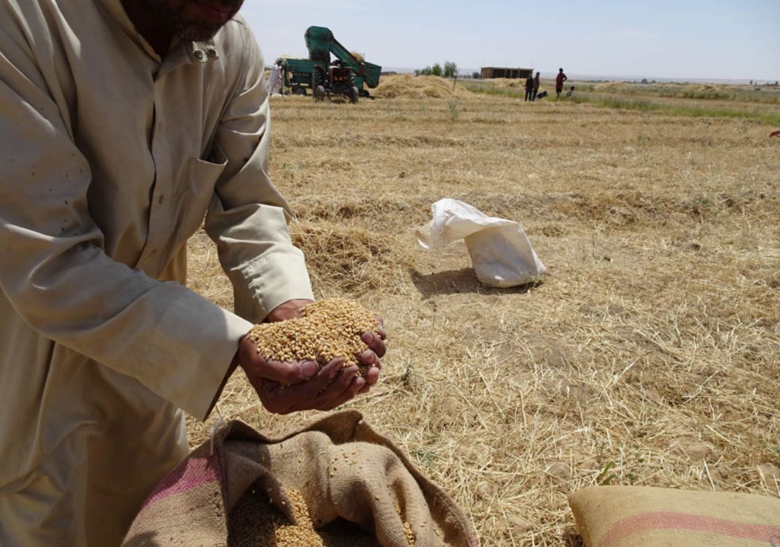 معركة الأمن الغذائي من سنابل القمح إلى رغيف الخبز