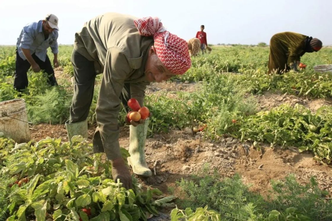 محاصيل المزارعين تنتظر السداد... وديونٌ بالمليارات