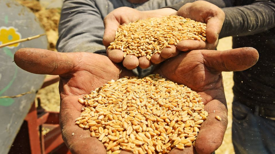 انسحاب مصر من اتفاقية الحبوب ضربة جديدة للدولار