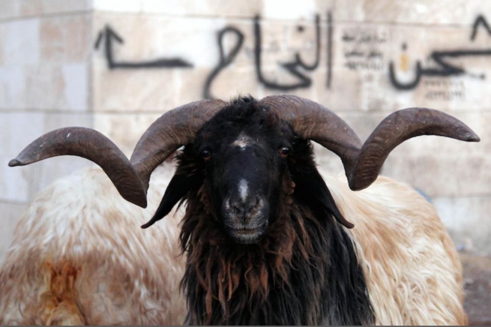 ما هو الوضع الصحي للغنم العواس السوري؟