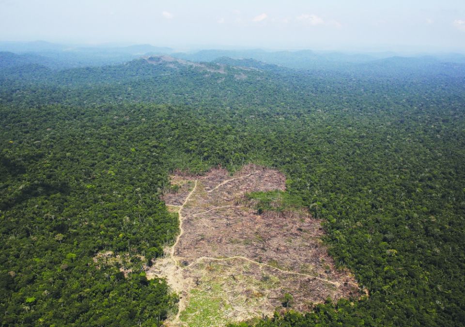 قطع أشجار الأمازون يبلغ أعلى مستوياته