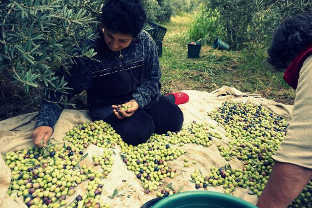 بات من الضروري إحياء وإنعاش مشاريع إحداث اتحادات نوعية لهؤلاء المنتجين