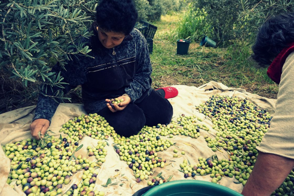 سماسرة الزيتون يستغلون الفلاحين المتفرقين