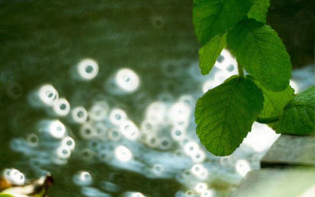 التركيب الضوئي كمومي وليس تقليدي