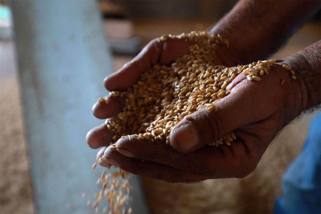 برامج حكومية لمراقبة سلوك القمح؟!