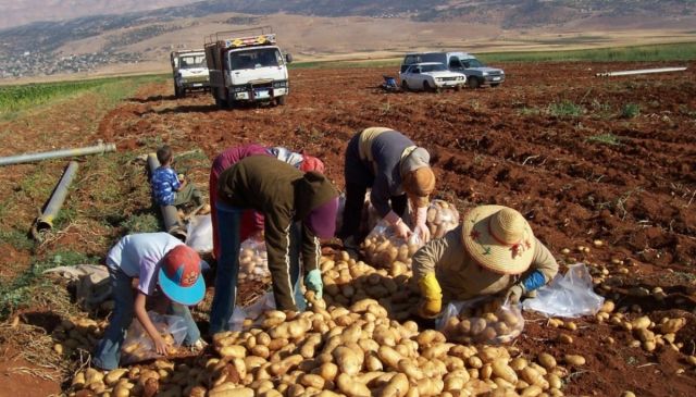 في الثلاثاء الاقتصادي: الزراعة بلا خطة حرب..