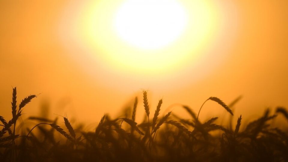 روسيا تقترح إنشاء منظمة &laquo;أوبك للحبوب&raquo;