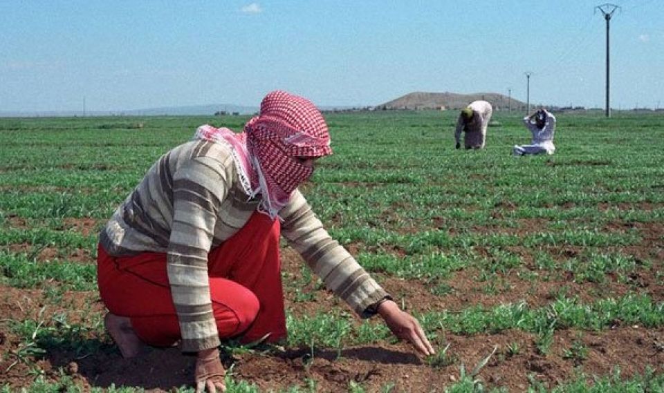 معاناة فلاحي الجزيرة