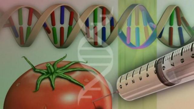 الإرهاب الغذائي العالمي والكائنات المعدلة وراثياً