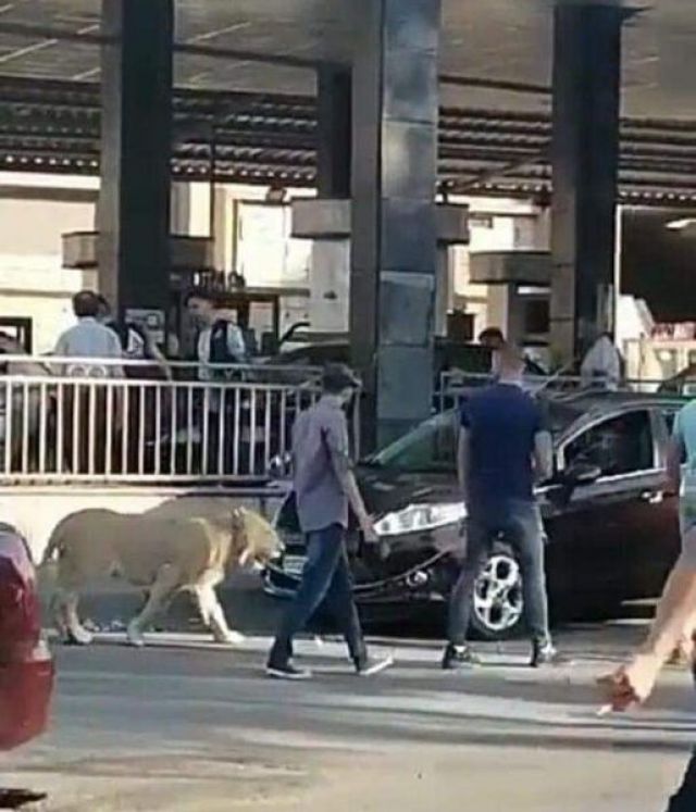 يا ترى رح نخاف من اللبوة والحيوانات التانية؟