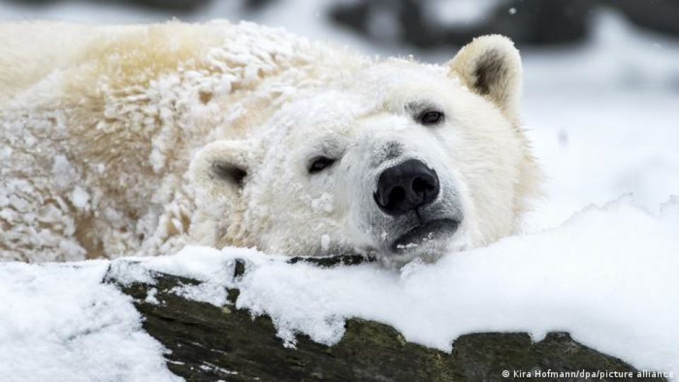 وداعاً للدببة القطبية... بقرار أمريكي حكومي