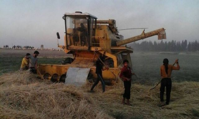 القمح في 2015 مساحات خارج السيطرة.. ذروة تسليم في حماة.. تشاؤم في الحسكة.. ووعود بمليارات العوائد.. للشركات الضامنة!