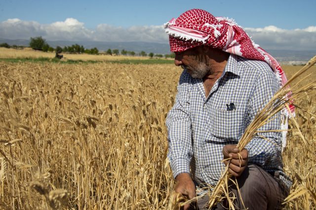القطاع الزراعي وإستراتيجية الانهيار المتكاملة