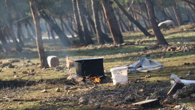 العصافير المقليّة