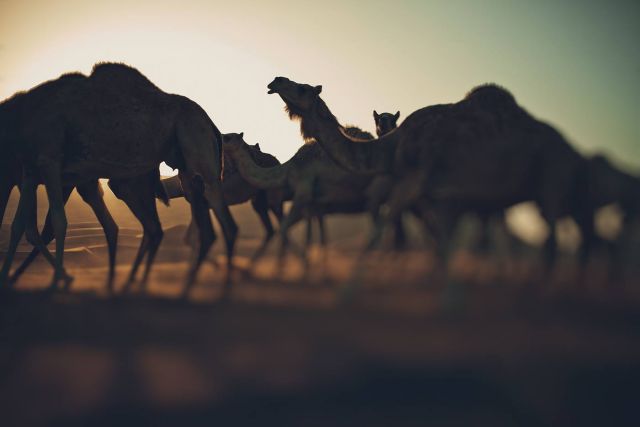 الذاكرة الجوالة