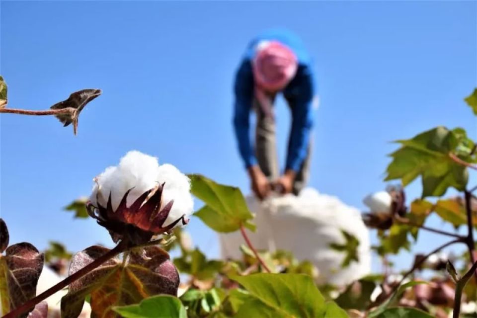 زراعة القطن... النداء الأخير قبل الانهيار الكامل!