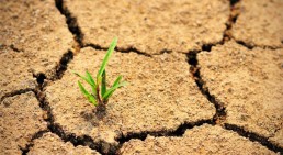 دراسة: مجاعة عالمية بحلول عام 2050