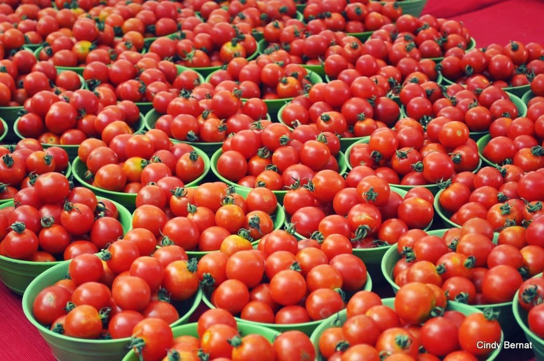 موسكو ستبدأ استيراد الطماطم التركية تدريجياً