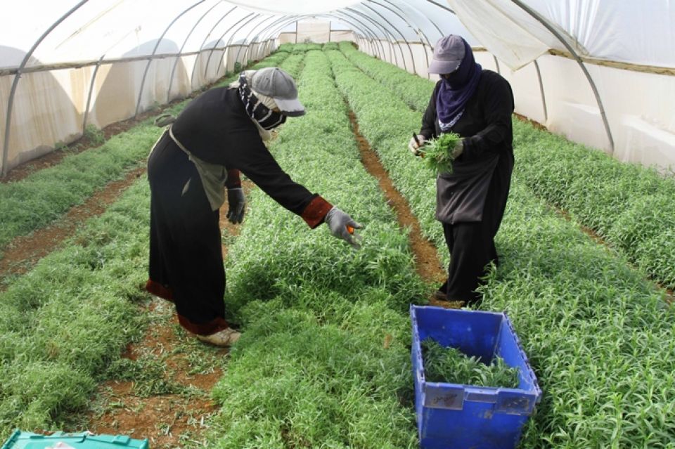 مؤتمر نقابة عمال التنمية الزراعية: الدفاع عن قضايا العاملين بأجر