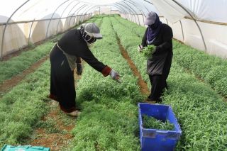 مؤتمر نقابة عمال التنمية الزراعية: الدفاع عن قضايا العاملين بأجر
