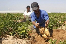 فلاحو القنيطرة.. الزراعة في خبر كان..؟