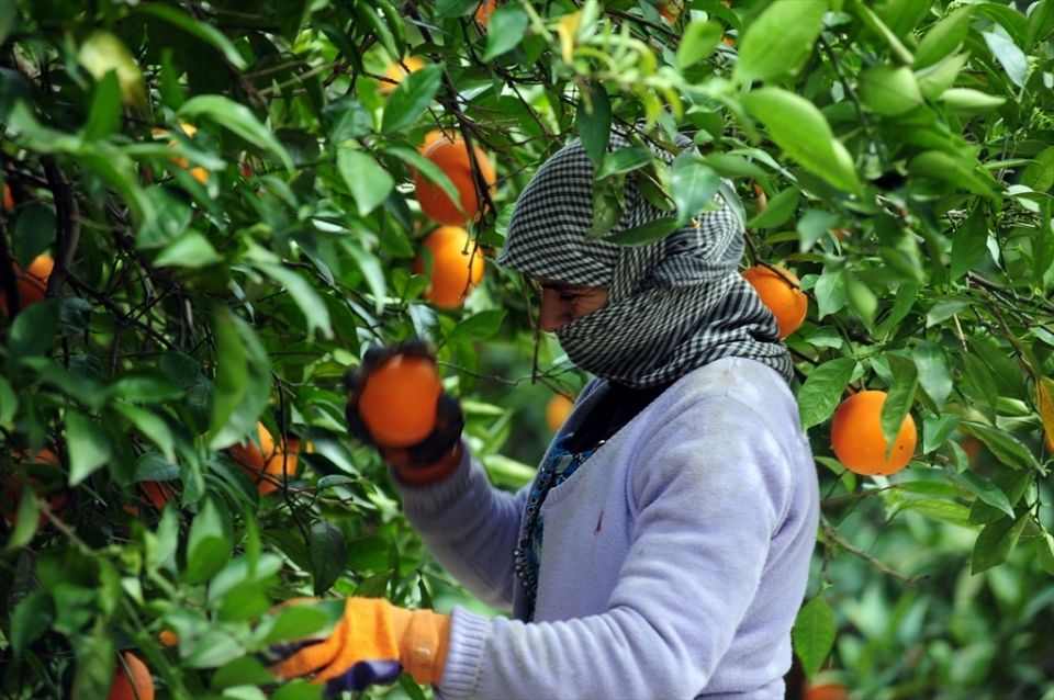 موسم الحمضيات60 % فائض إنتاج تقريبي