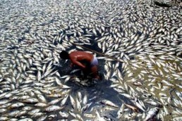 تراجع أعداد الكائنات الحية في العالم بنحو 52%