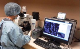 دراسة: تخليق معدة بشرية باستخدام الخلايا الجذعية