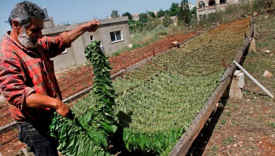 دراسة سوريّة تؤكّد التقصير الرسمي بسياسة الدّعم الزراعي للتبغ